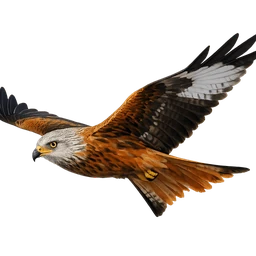 Red Kite, in flight