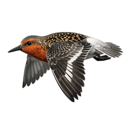 Red Knot, in flight