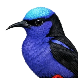 Red-legged Honeycreeper, profile
