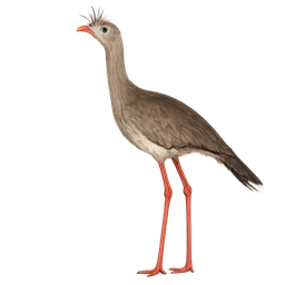 Red-legged Seriema