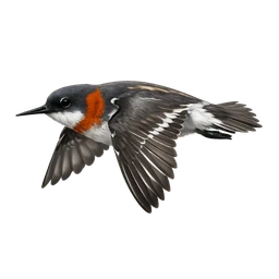 Red-necked Phalarope, in flight