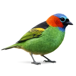 Red-necked Tanager