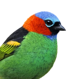 Red-necked Tanager, profile