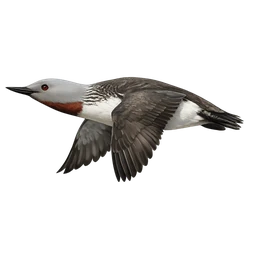Red-throated Loon, in flight