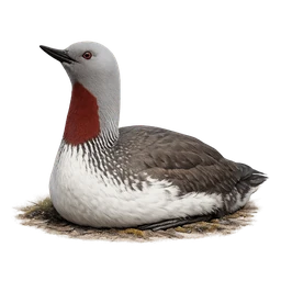 Red-throated Loon