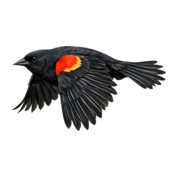 Red-winged Blackbird, in flight