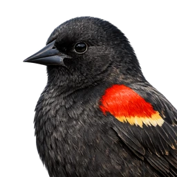 Red-winged Blackbird, profile