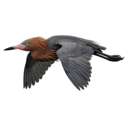 Reddish Egret, in flight