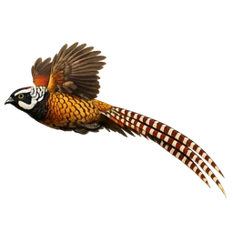 Reeves’s Pheasant, in flight