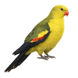Regent Parrot
