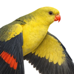 Regent Parrot, profile