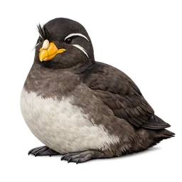 Rhinoceros Auklet