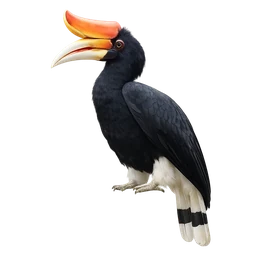 Rhinoceros Hornbill