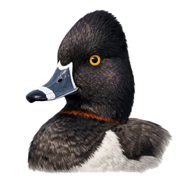 Ring-necked Duck, profile