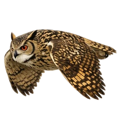 Rock Eagle-Owl, in flight