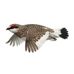 Rock Ptarmigan, in flight