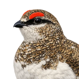 Rock Ptarmigan, profile