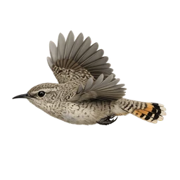 Rock Wren, in flight
