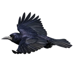 Rook, in flight