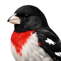 Rose-breasted Grosbeak, profile