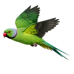Rose-ringed Parakeet, in flight