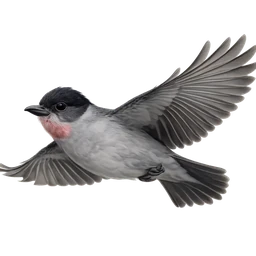 Rose-throated Becard, in flight