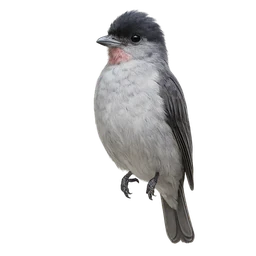 Rose-throated Becard