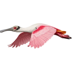 Roseate Spoonbill, in flight