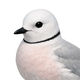 Ross's Gull, profile