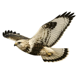 Rough-legged Hawk, in flight