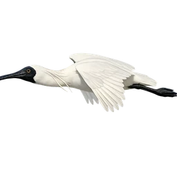 Royal Spoonbill, in flight