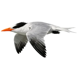 Royal Tern, in flight