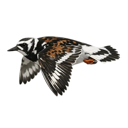 Ruddy Turnstone, in flight