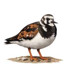 Ruddy Turnstone