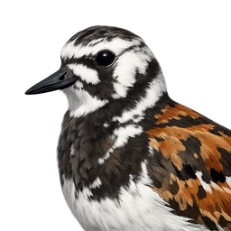 Ruddy Turnstone, profile