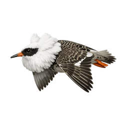 Ruff, in flight