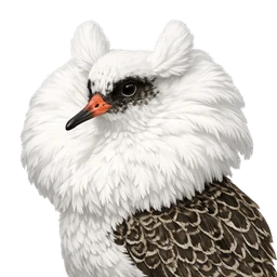 Ruff, profile