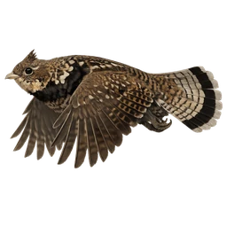 Ruffed Grouse, in flight