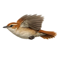 Rufous Hornero, in flight