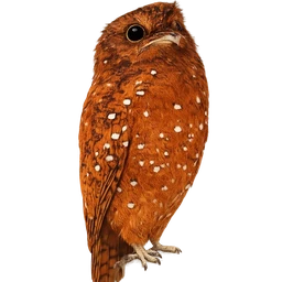 Rufous Potoo