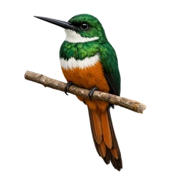 Rufous-tailed Jacamar