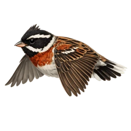 Rustic Bunting, in flight