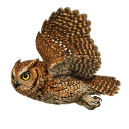 Ryukyu Scops-Owl, in flight