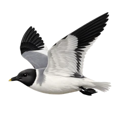 Sabine's Gull, in flight
