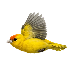 Saffron Finch, in flight