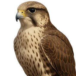 Saker Falcon, profile