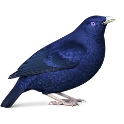 Satin Bowerbird