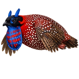 Satyr Tragopan, in flight