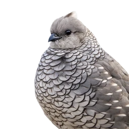 Scaled Quail, profile