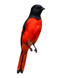 Scarlet Minivet